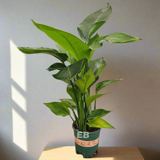 Everything About Lush Green Bird Of Paradise Plant