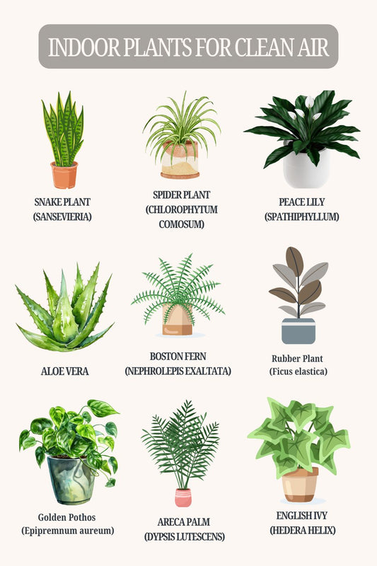 10 Best Indoor Air-Purifying Plants for Dubai Summers