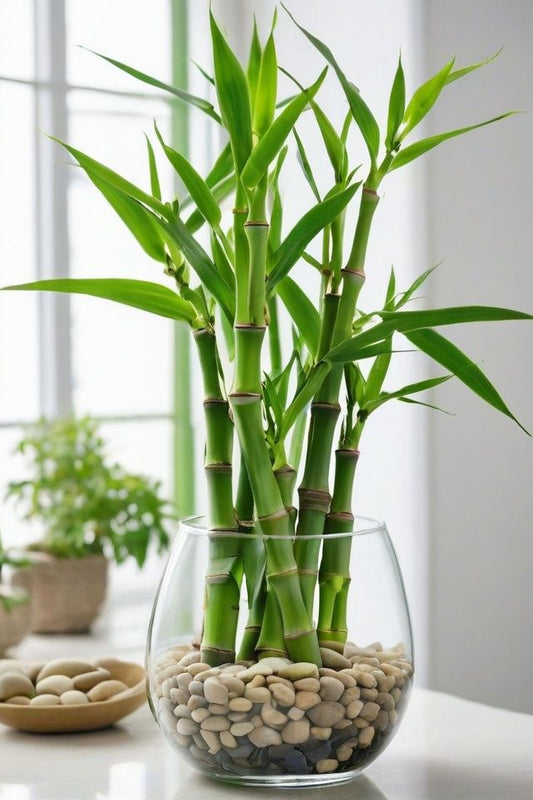 The Charm of Lucky Bamboo Plant: A Natural Touch for Your Home