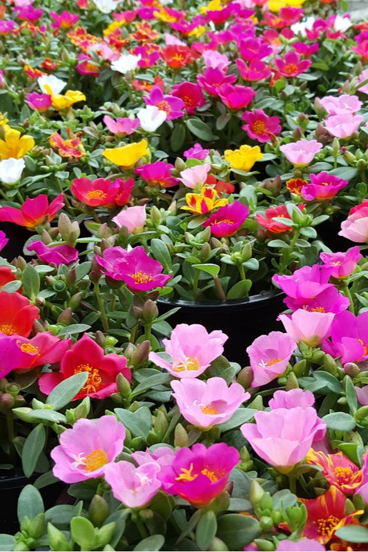 Blooming Bright Seasonal Flower Portulaca