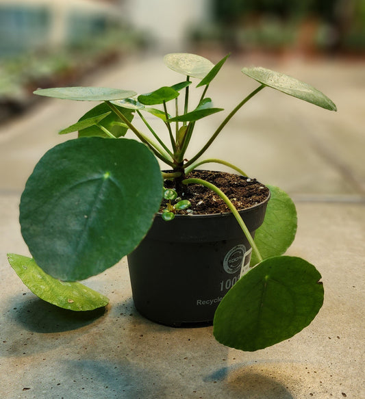 Pack of 2 Plants " Monstera Monkey + Pilea Chinese Money Plant "