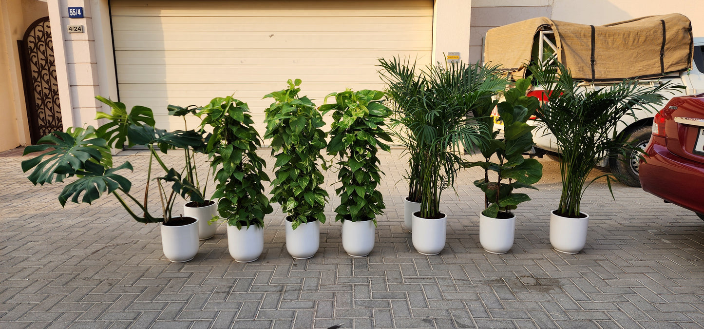 Pack of 10 best indoor plants