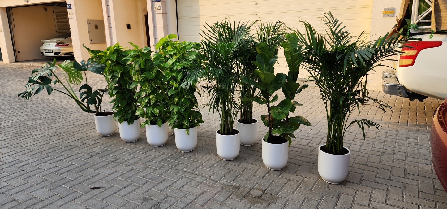 Pack of 10 best indoor plants