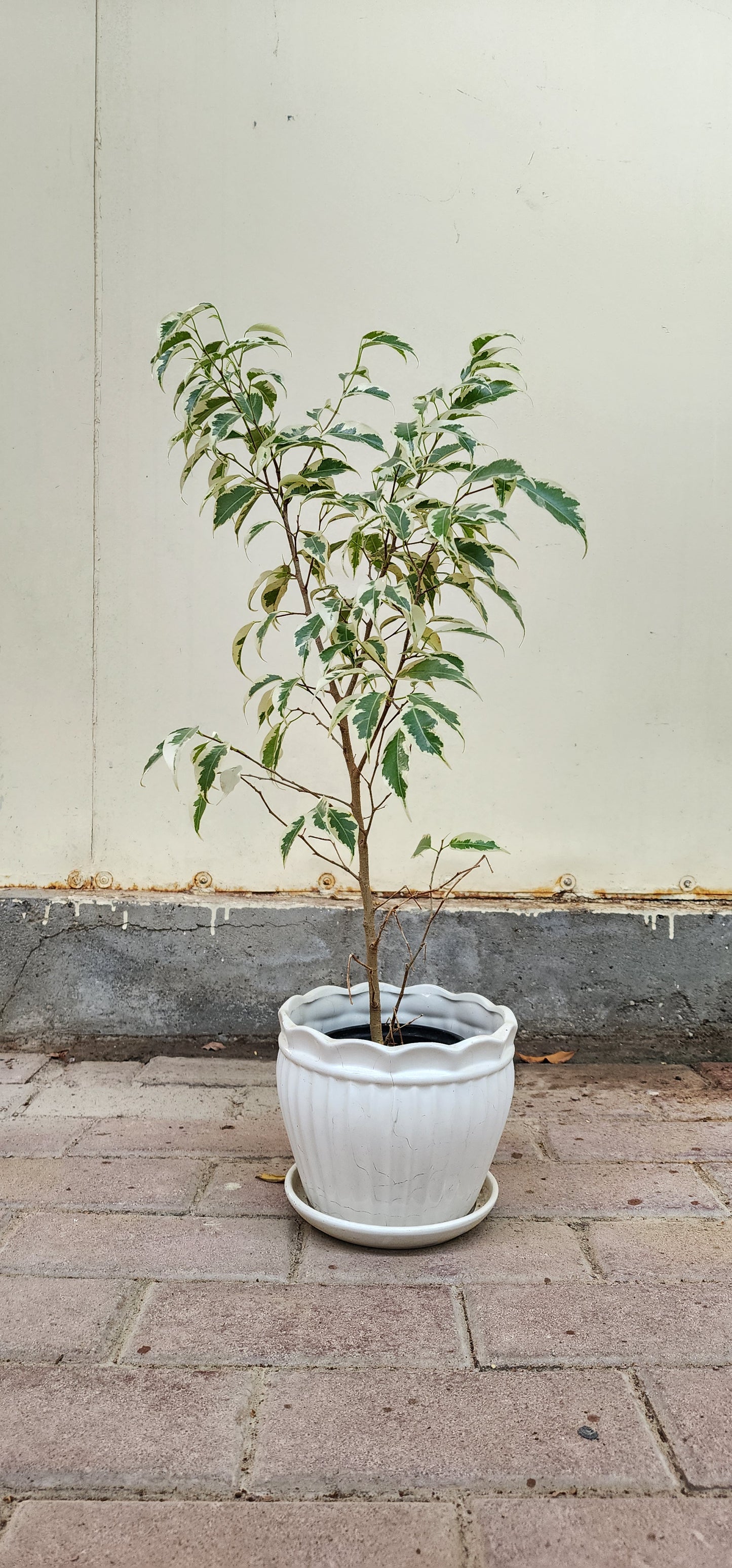 Ficus Benjamina Verigated 60cm