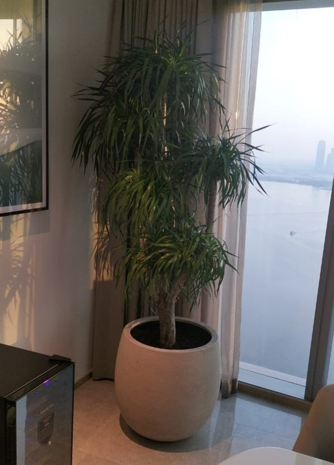 Dracaena Draco Multiheads 180cm