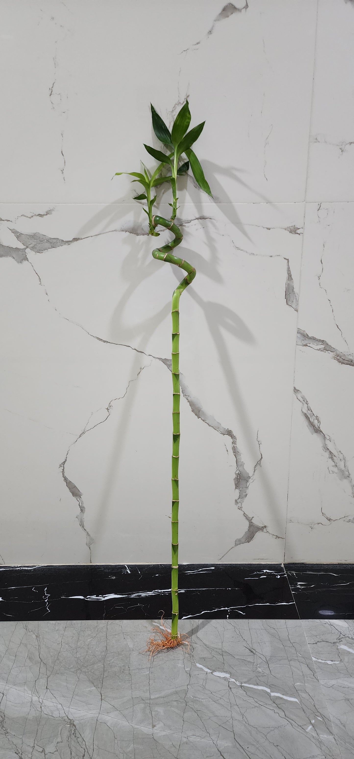 Lucky Bamboo Plant 80cm - 100cm Dubai