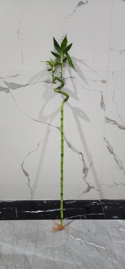 Lucky Bamboo Plant 80cm - 100cm Dubai