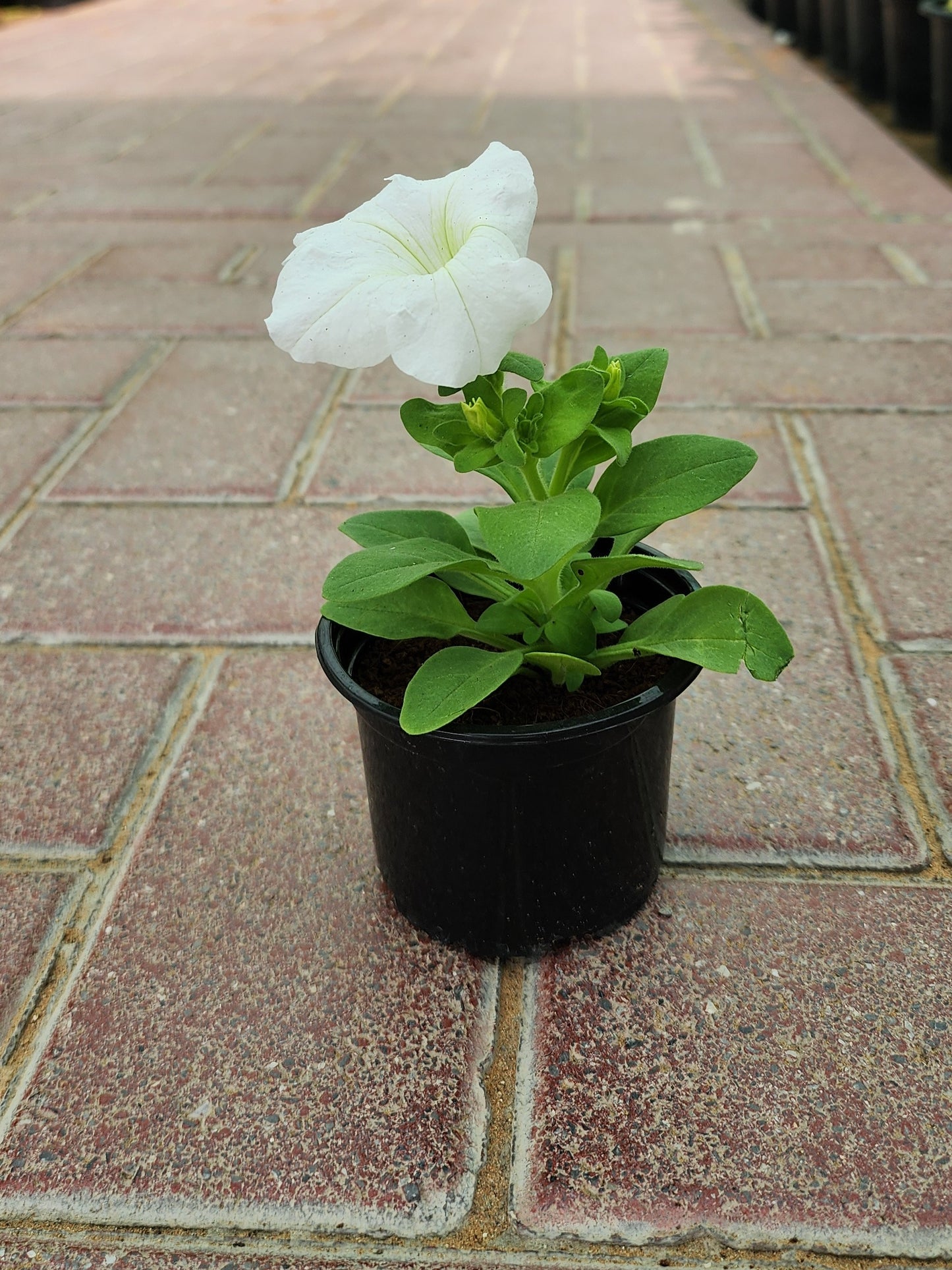 Petunia flowers
