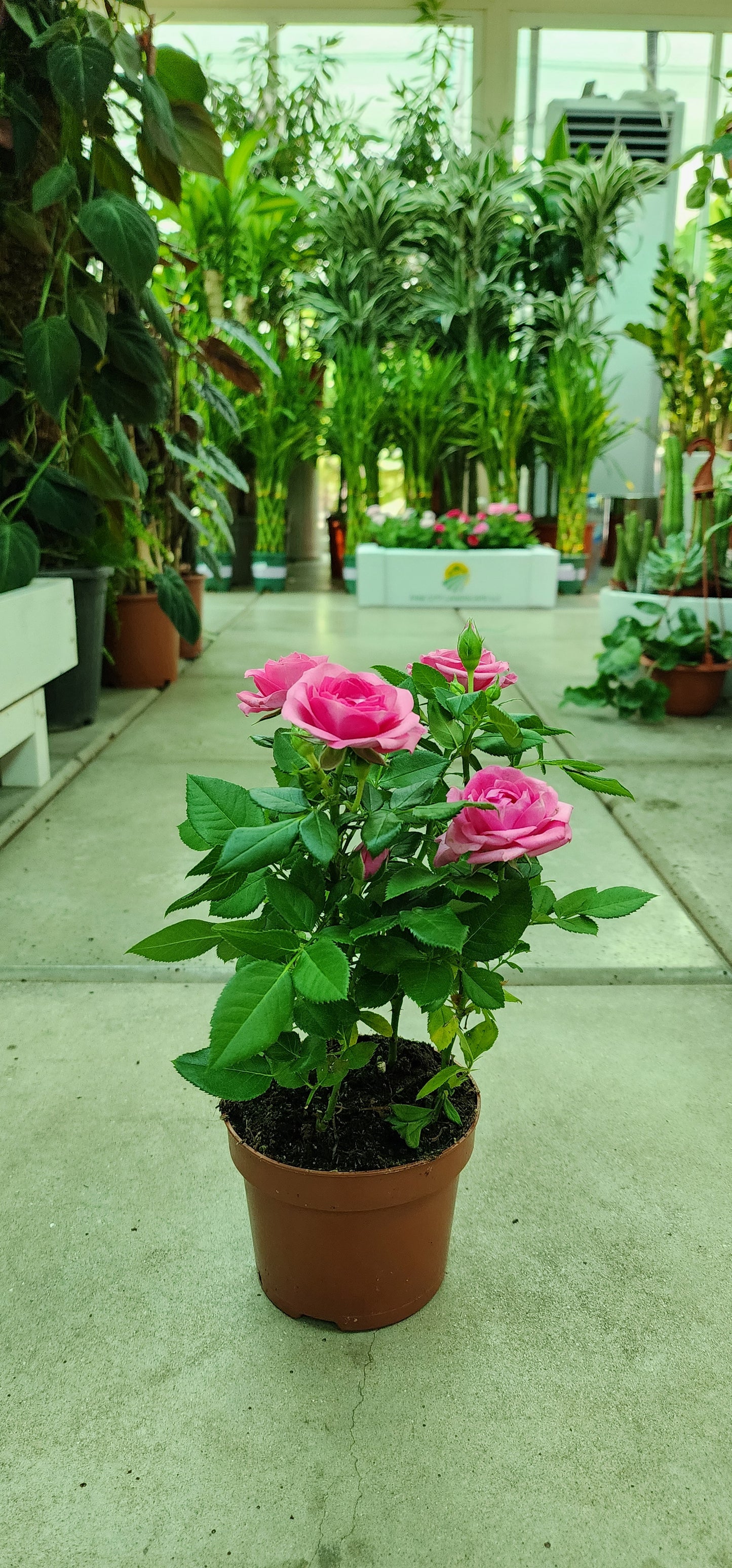 Rose Holland indoor 25cm