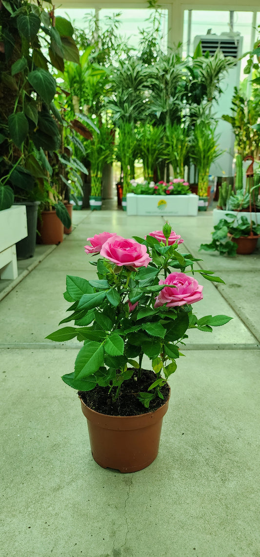 Rose Holland indoor 25cm