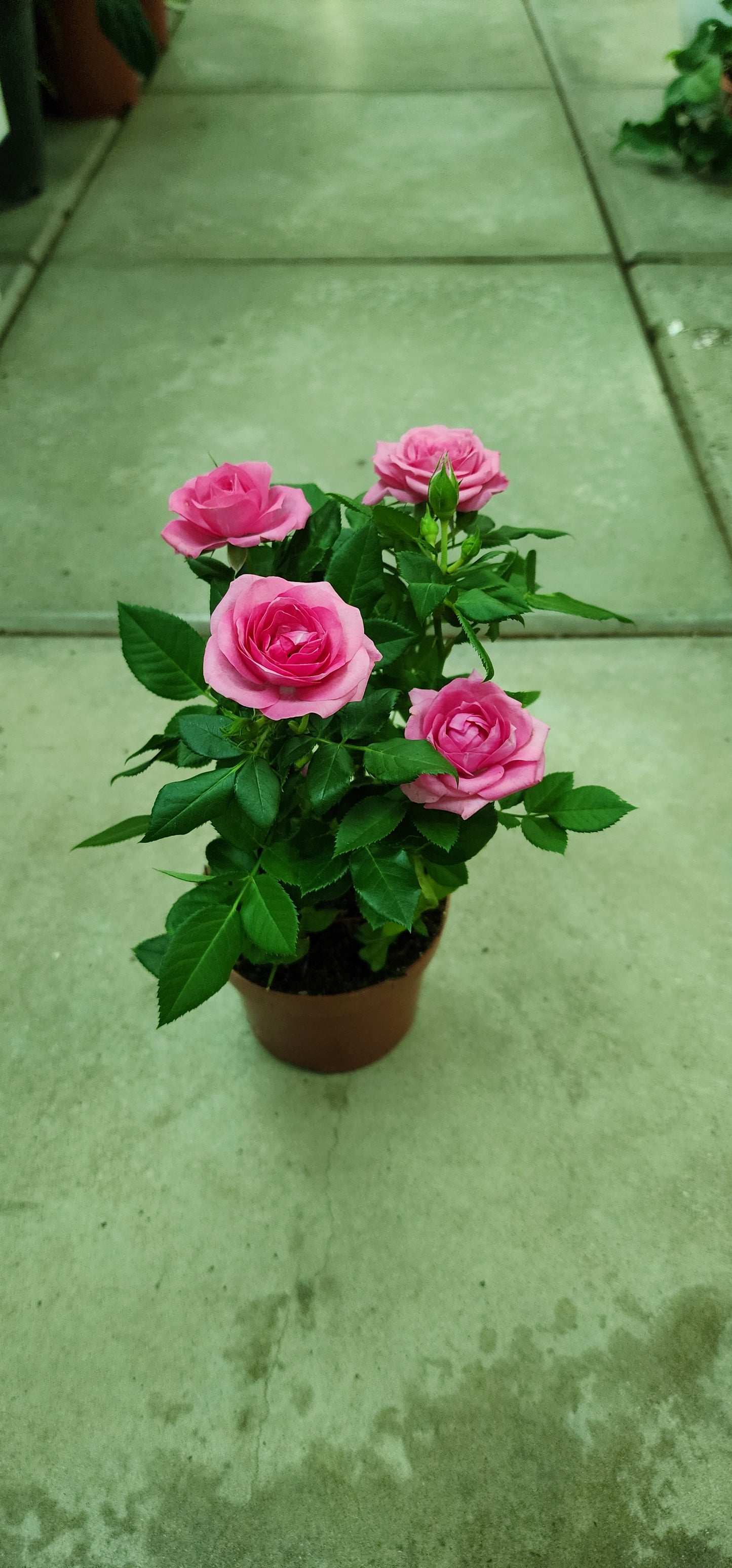 Rose Holland indoor 25cm