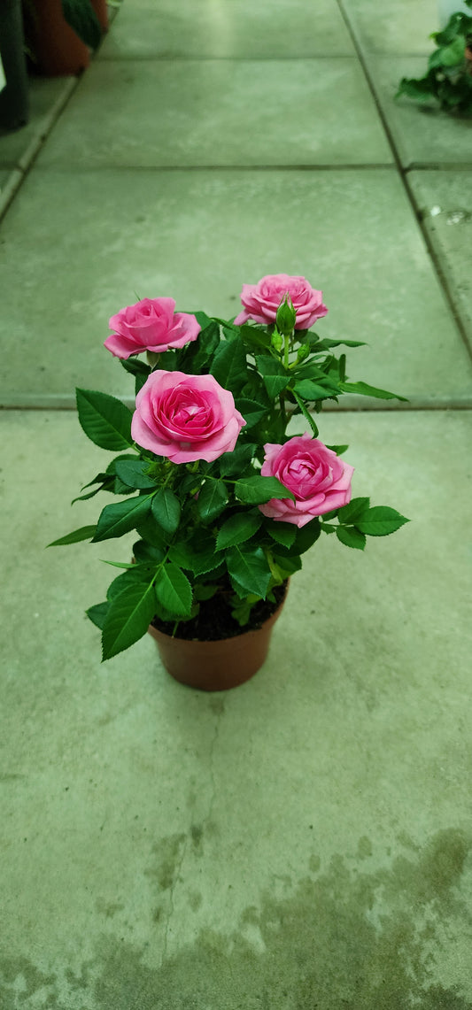 Rose Holland indoor 25cm