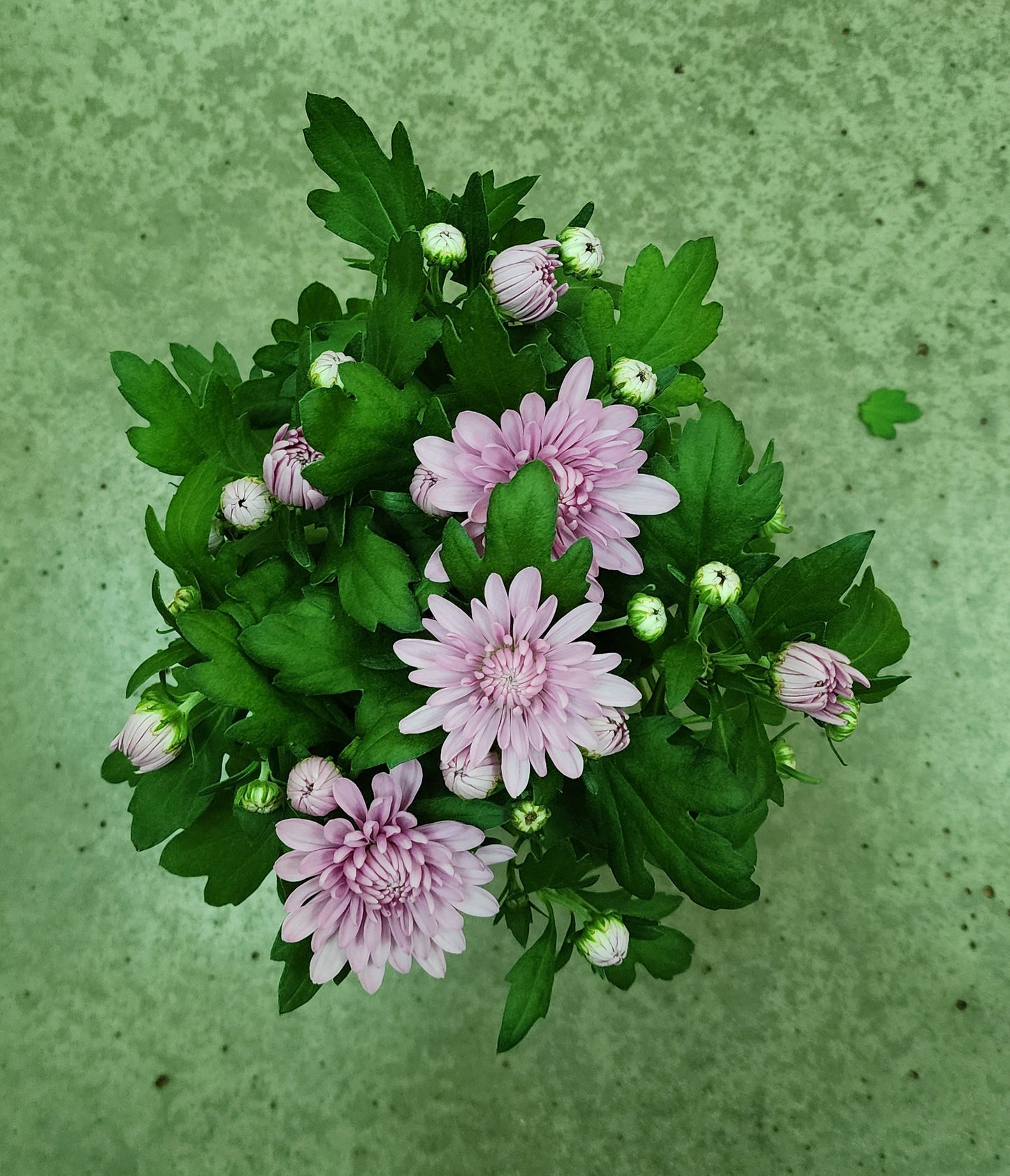 Chrysanthemum flower indoor. Holland imported