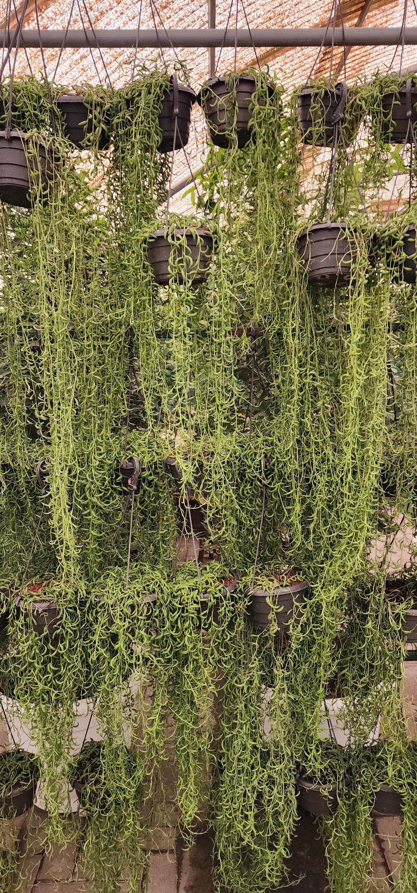 String of Banana Plant Hanging 70cm