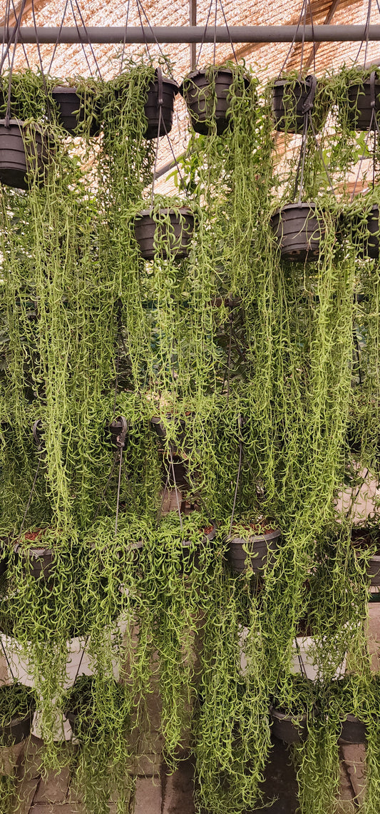 String of Banana Plant Hanging 70cm