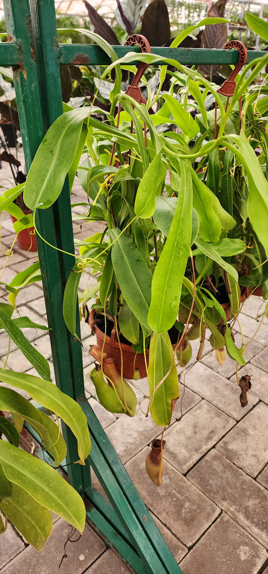 Nepenthes Hanging Carnivorous Plant