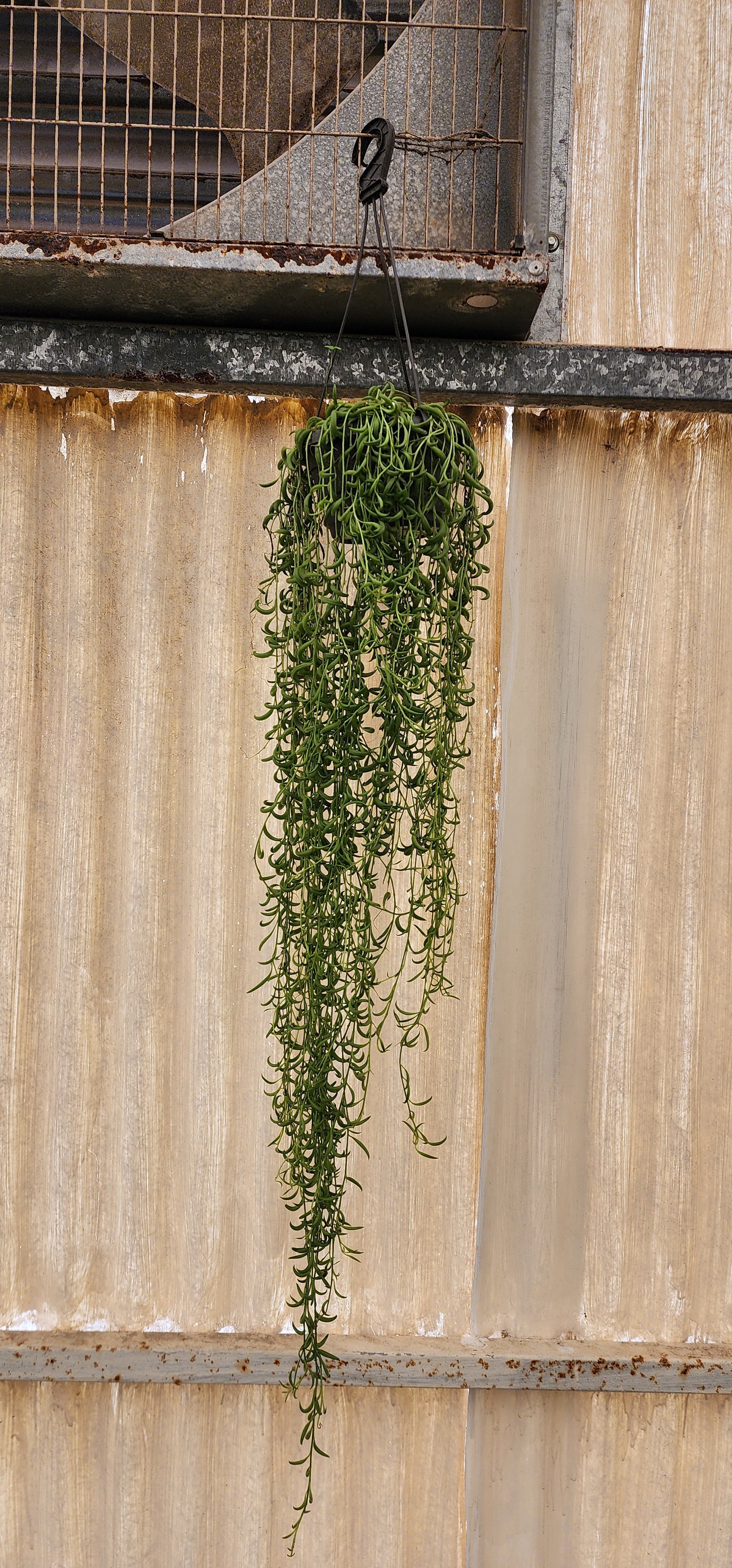 String of Banana Plant Hanging 70cm