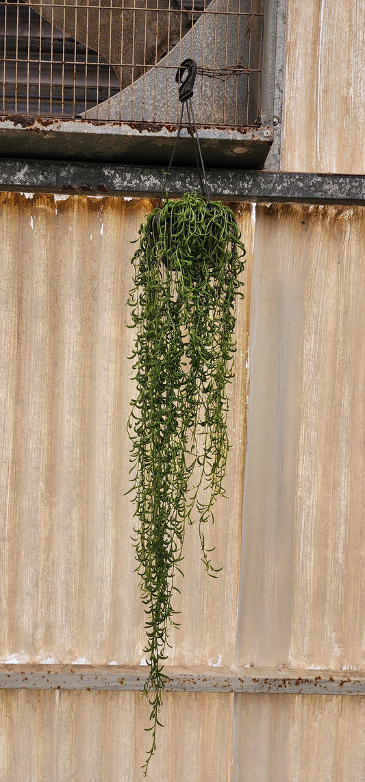 String of Banana Plant Hanging 70cm