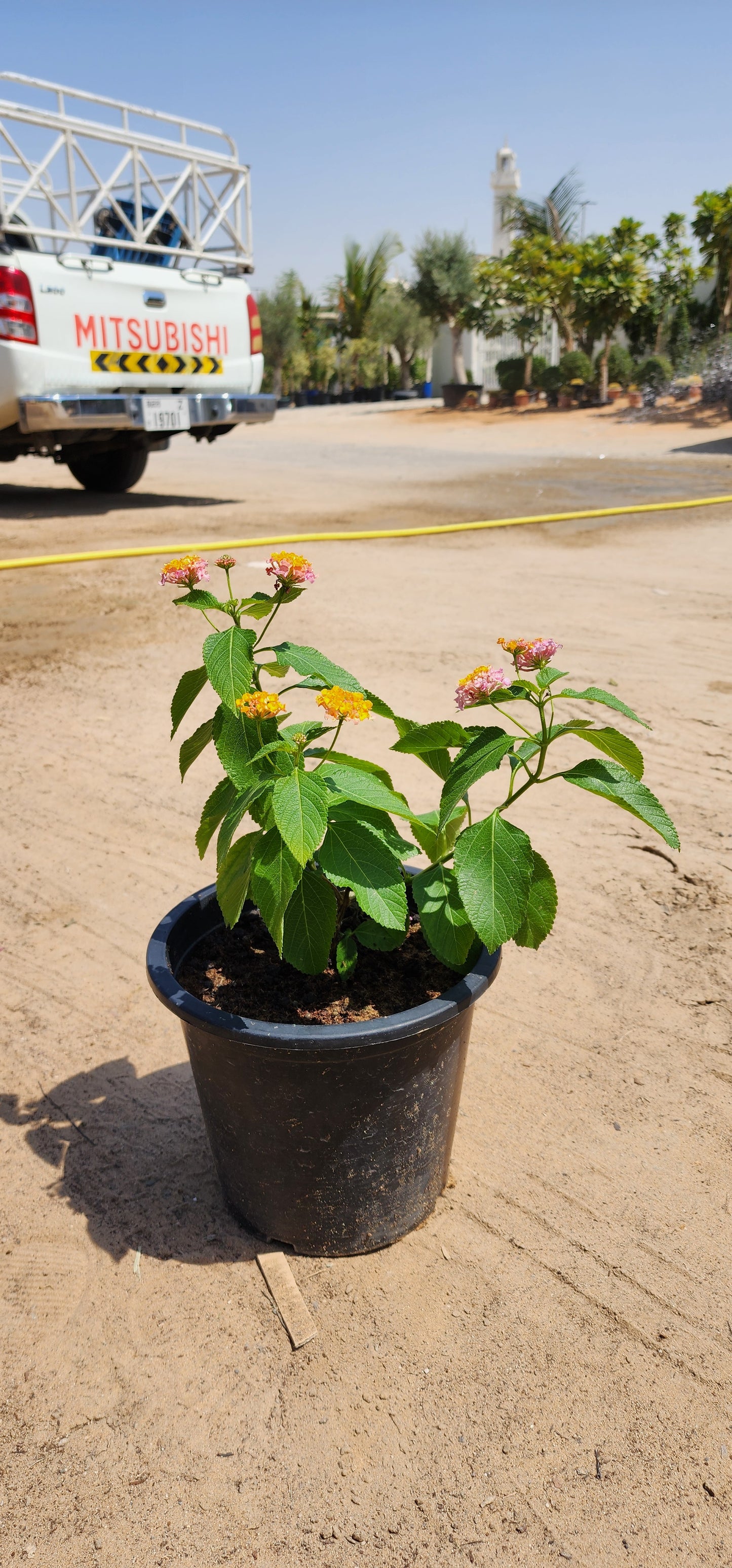 Lantana Flower Plant 30cm