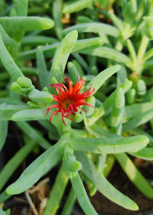 Lamprenthus Spectabilis flower