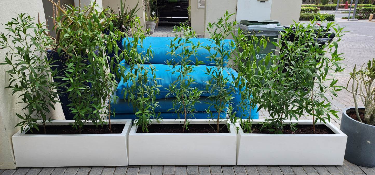 Damas Tree 90cm with fiber planter