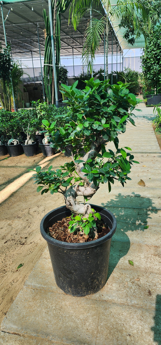 Ficus Bonsai S shape Small