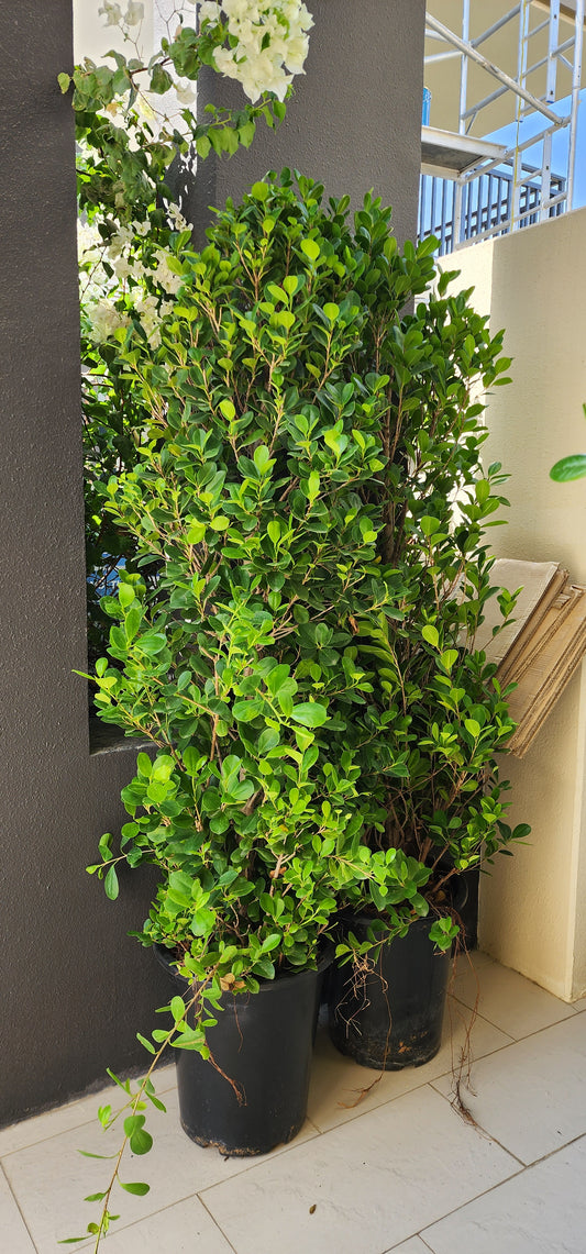Ficus Panda cone 140cm to 155cm