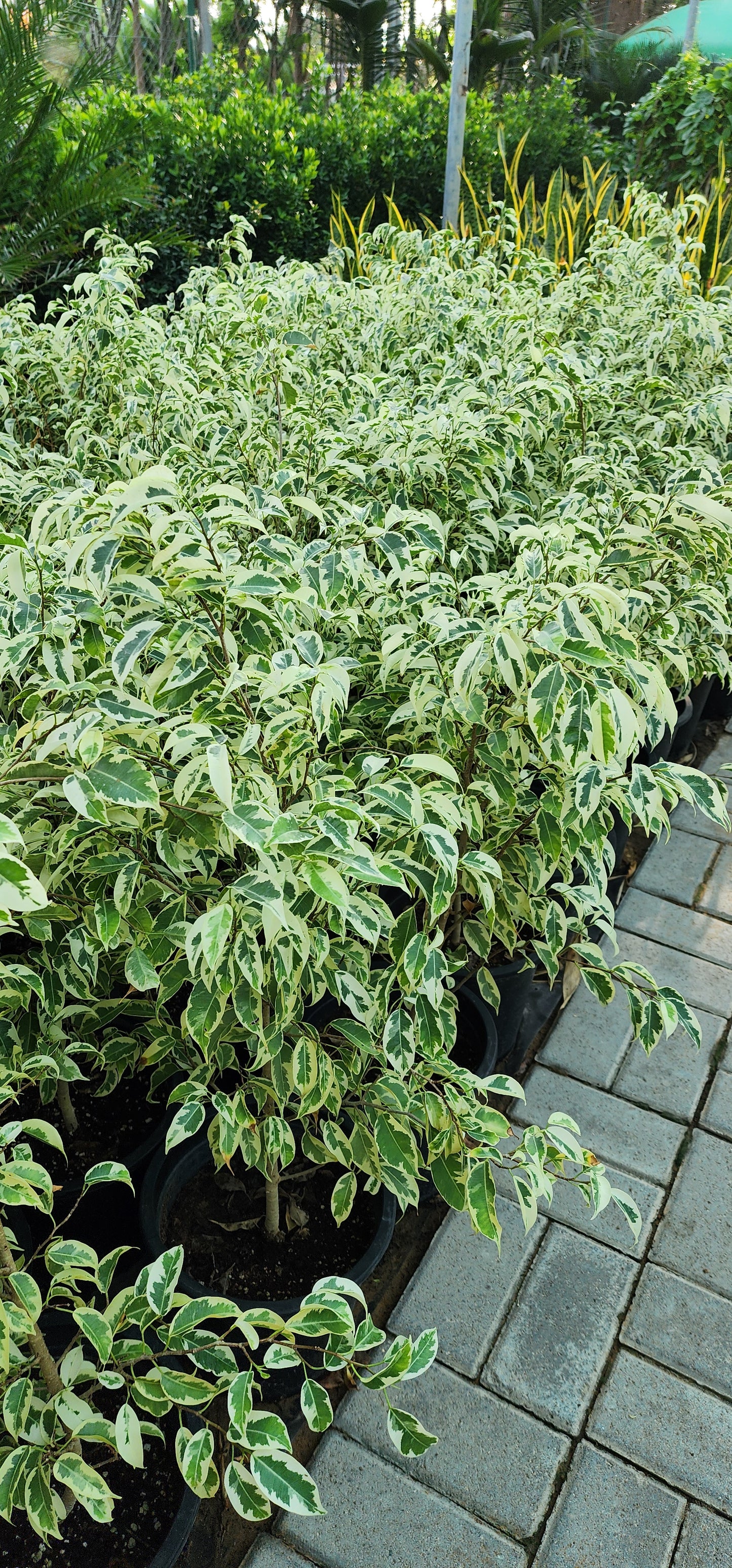 Ficus Benjamina Verigated 60cm