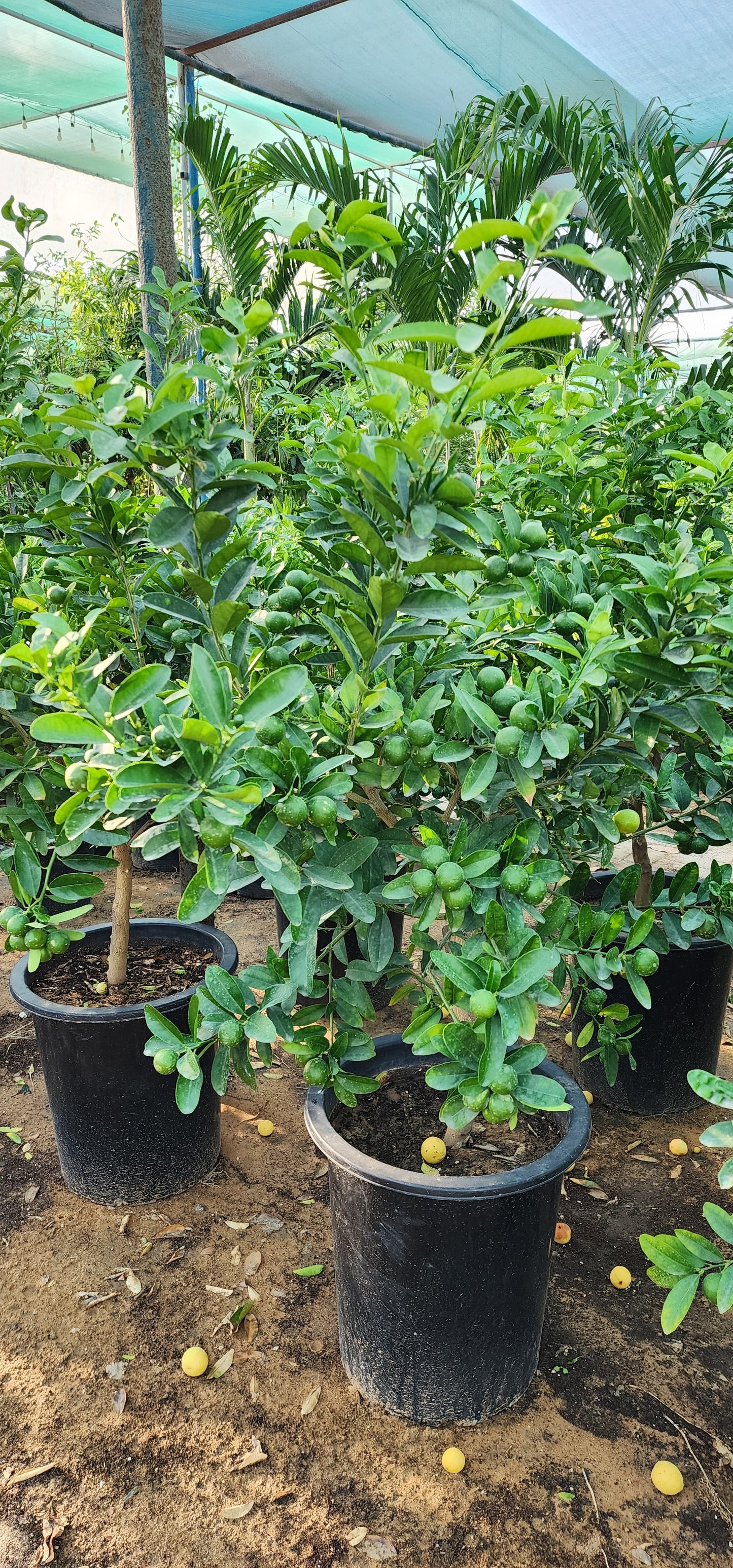 Lemon Fruit Plant 120cm