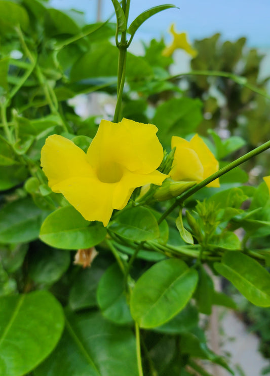 Mandevillea yellow flower plant 200cm...