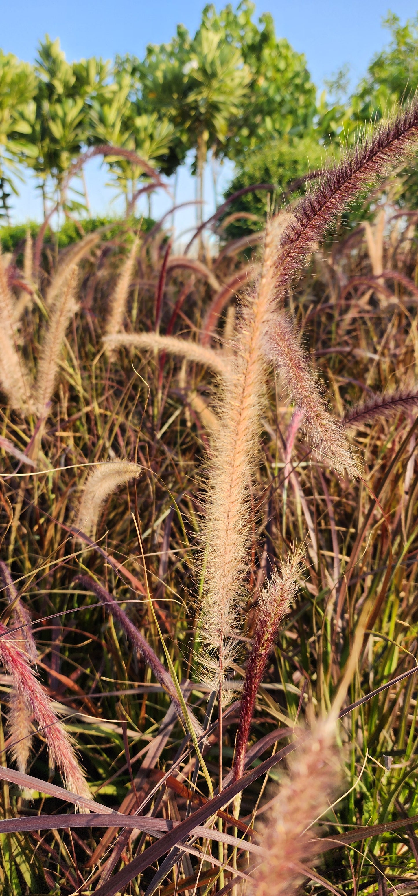 Pennisetum Rubrum fountain grass 40cm