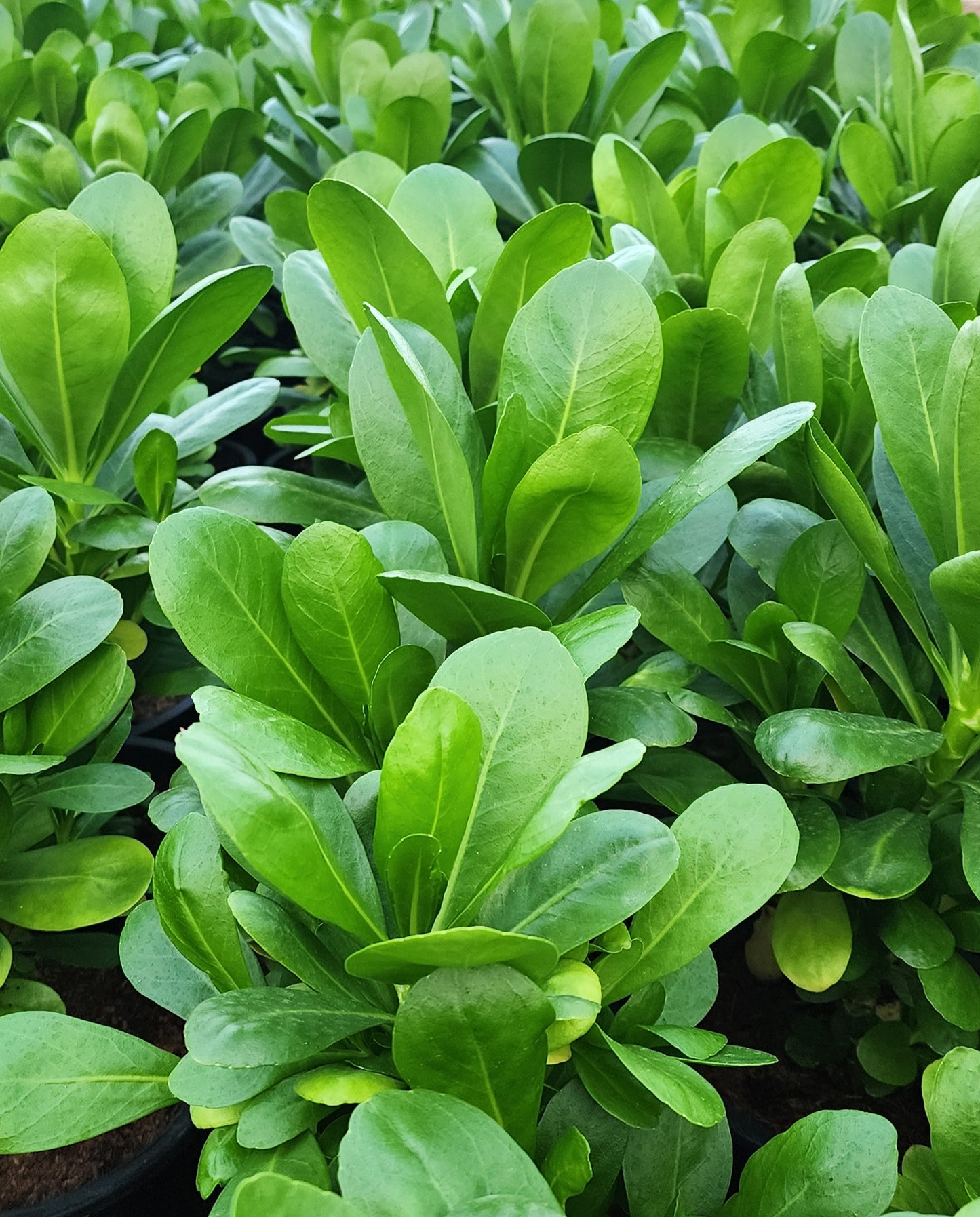 Scaevola frutescens Plant 30cm