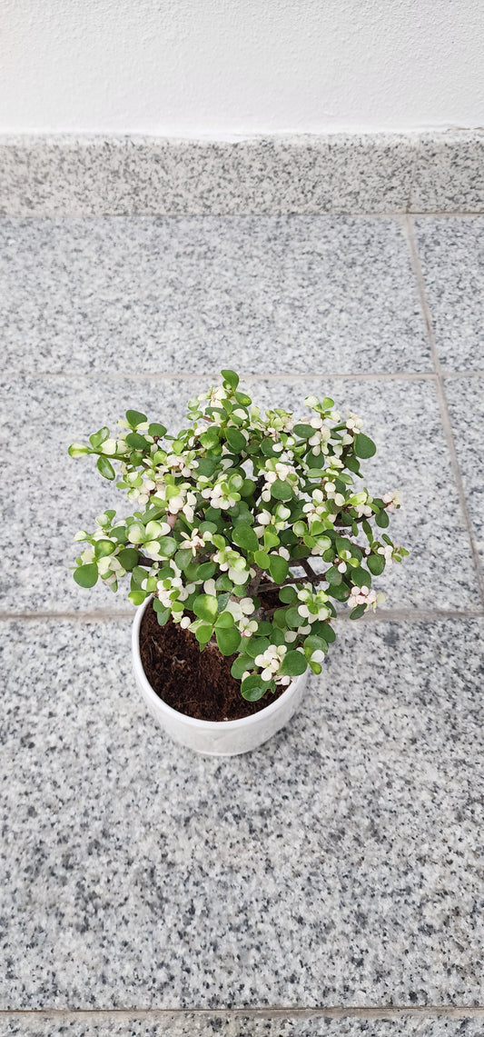 Jade plant indoor Dubai
