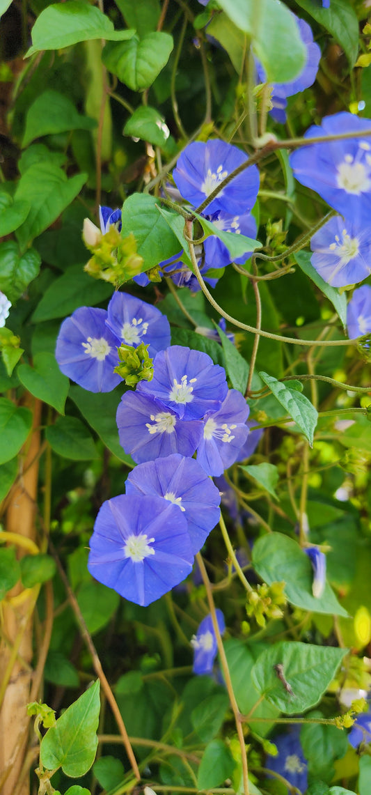 Jacquemontia Creeper Plant 180cm