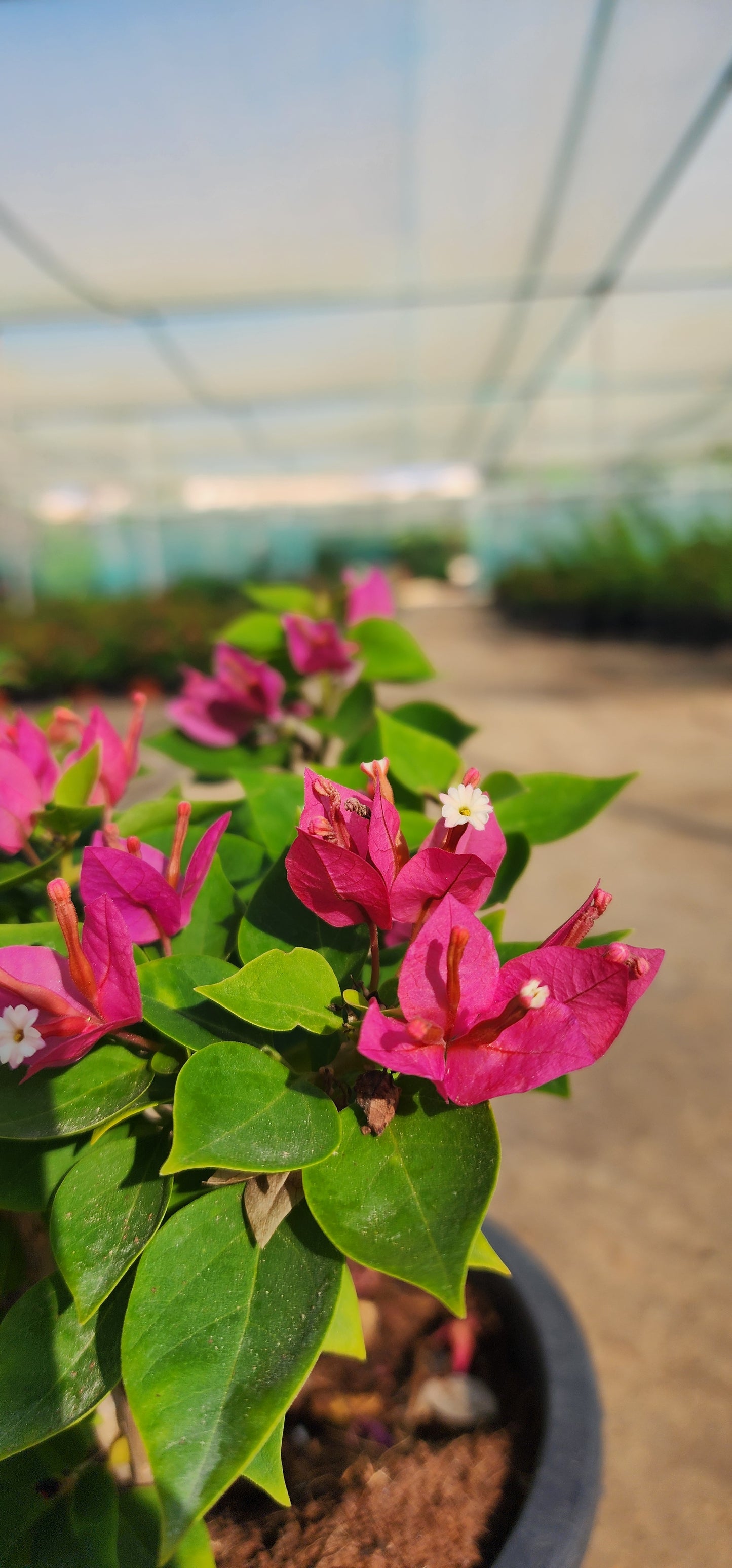 Bougainvillea Pink Pixi 40cm