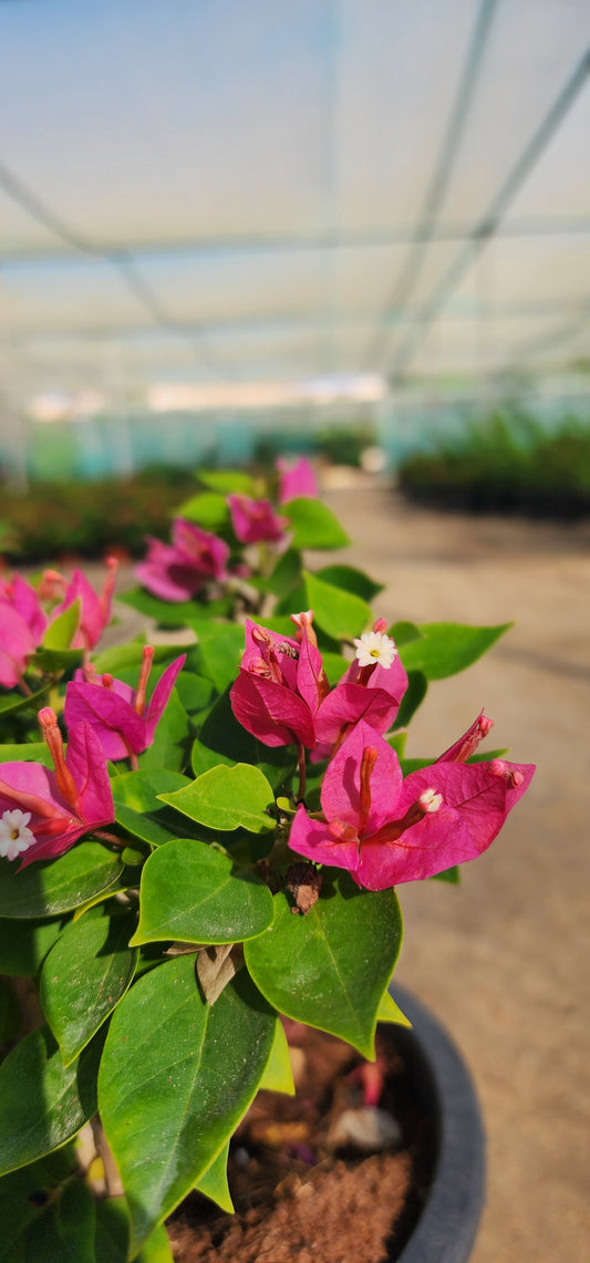 Bougainvillea Pink Pixi 40cm