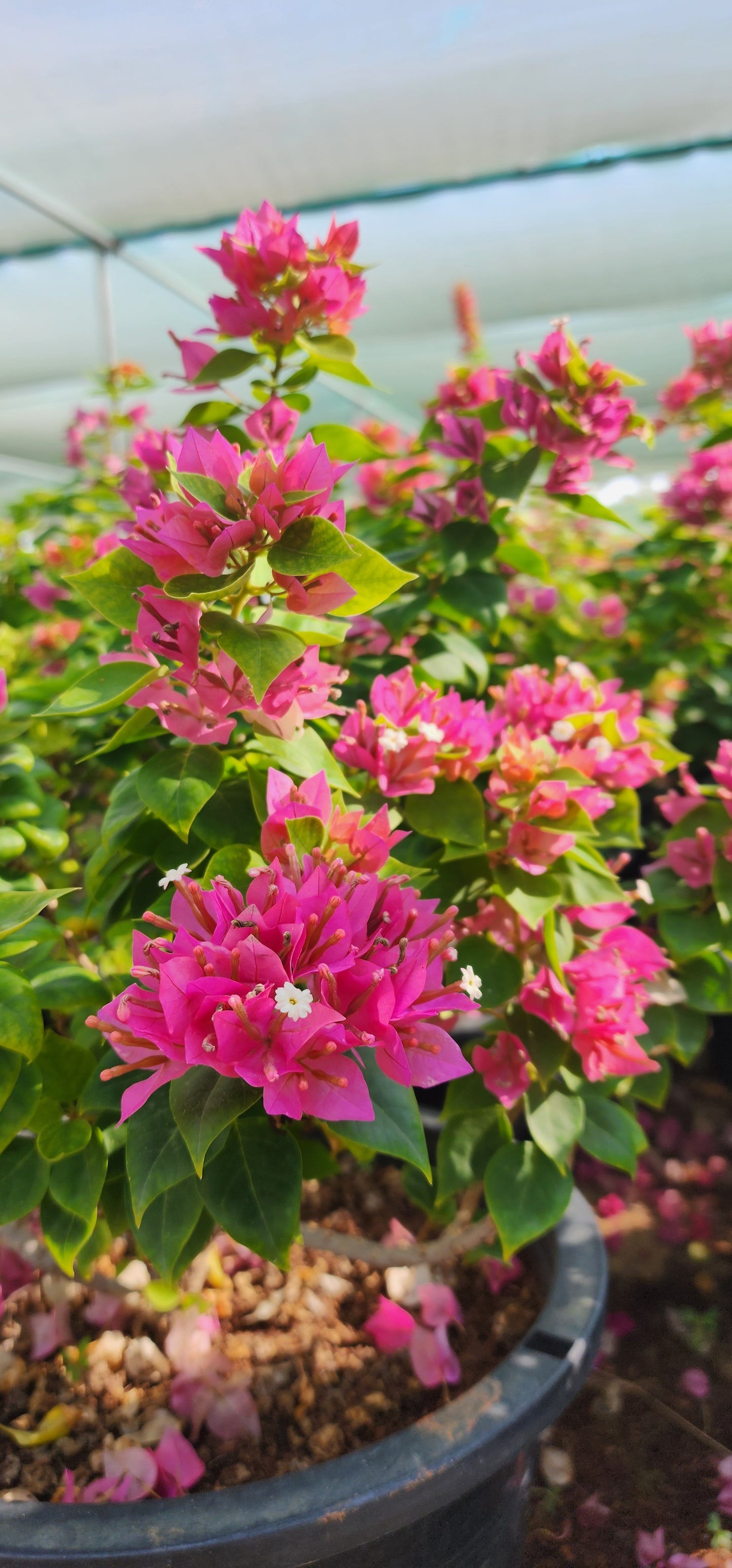 Bougainvillea Pink pixi 50cm - 60cm