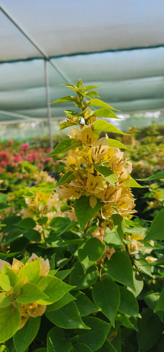 Bougainvillea Yellow Pixi 50cm - 60cm