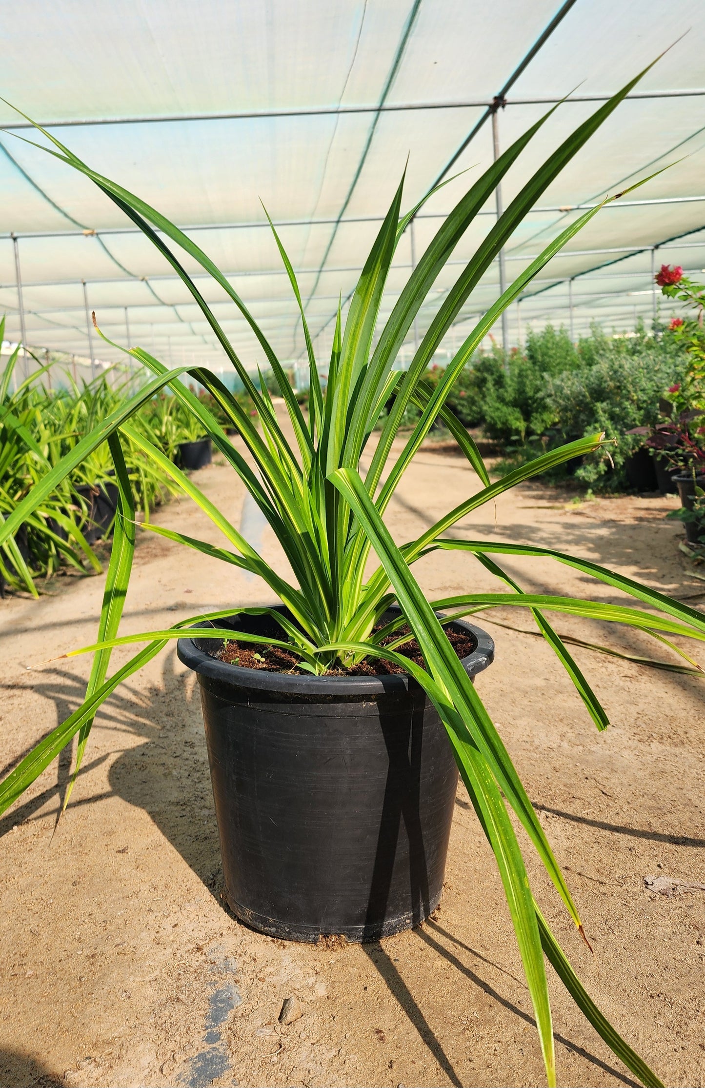 Pandanus Baptiste Variegated 6L