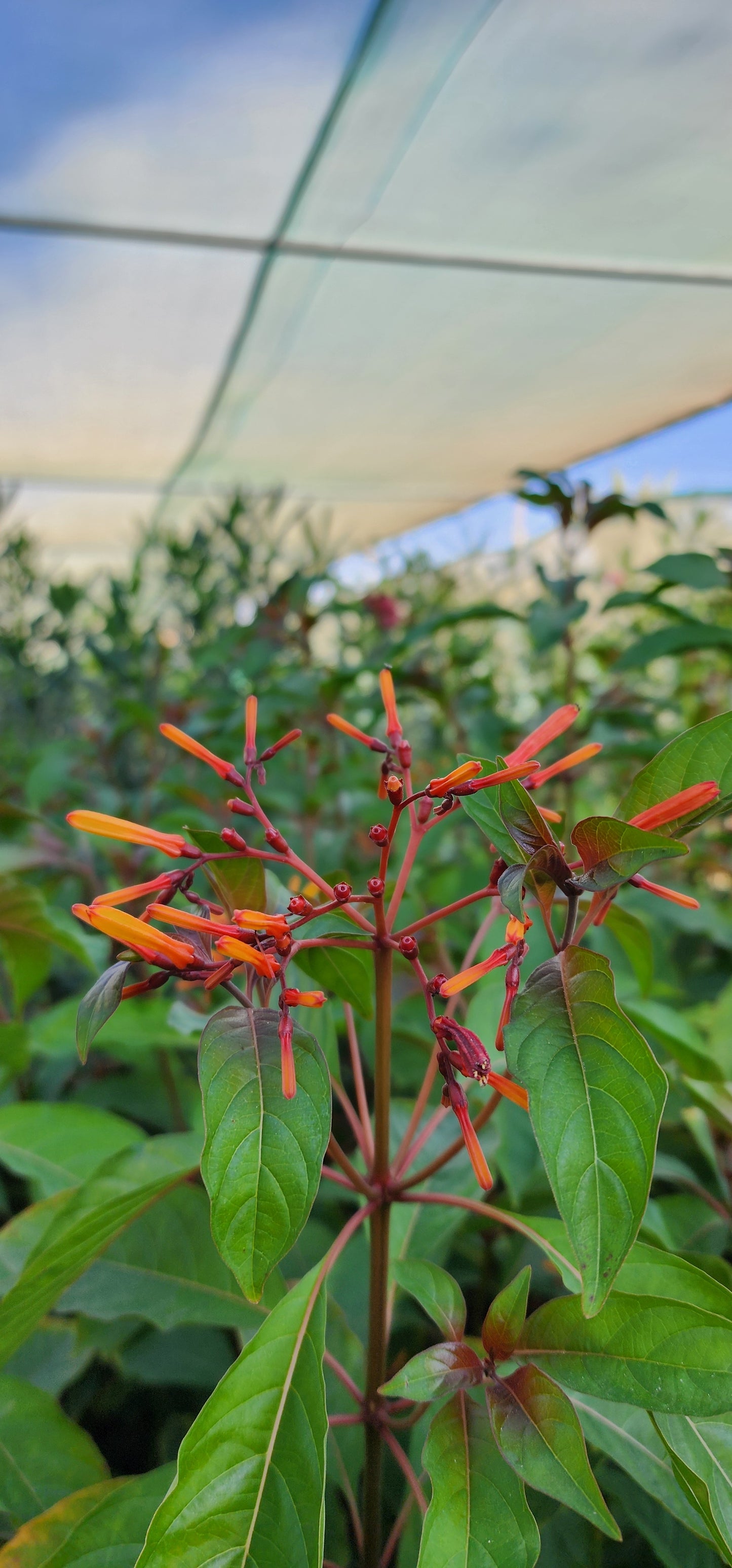 Hamelia Paten " fire bush " 40cm