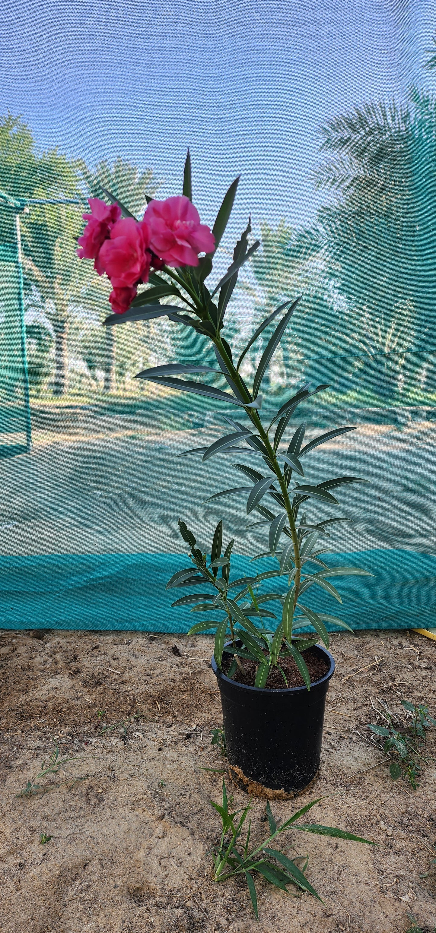 Oleander Flower 70cm
