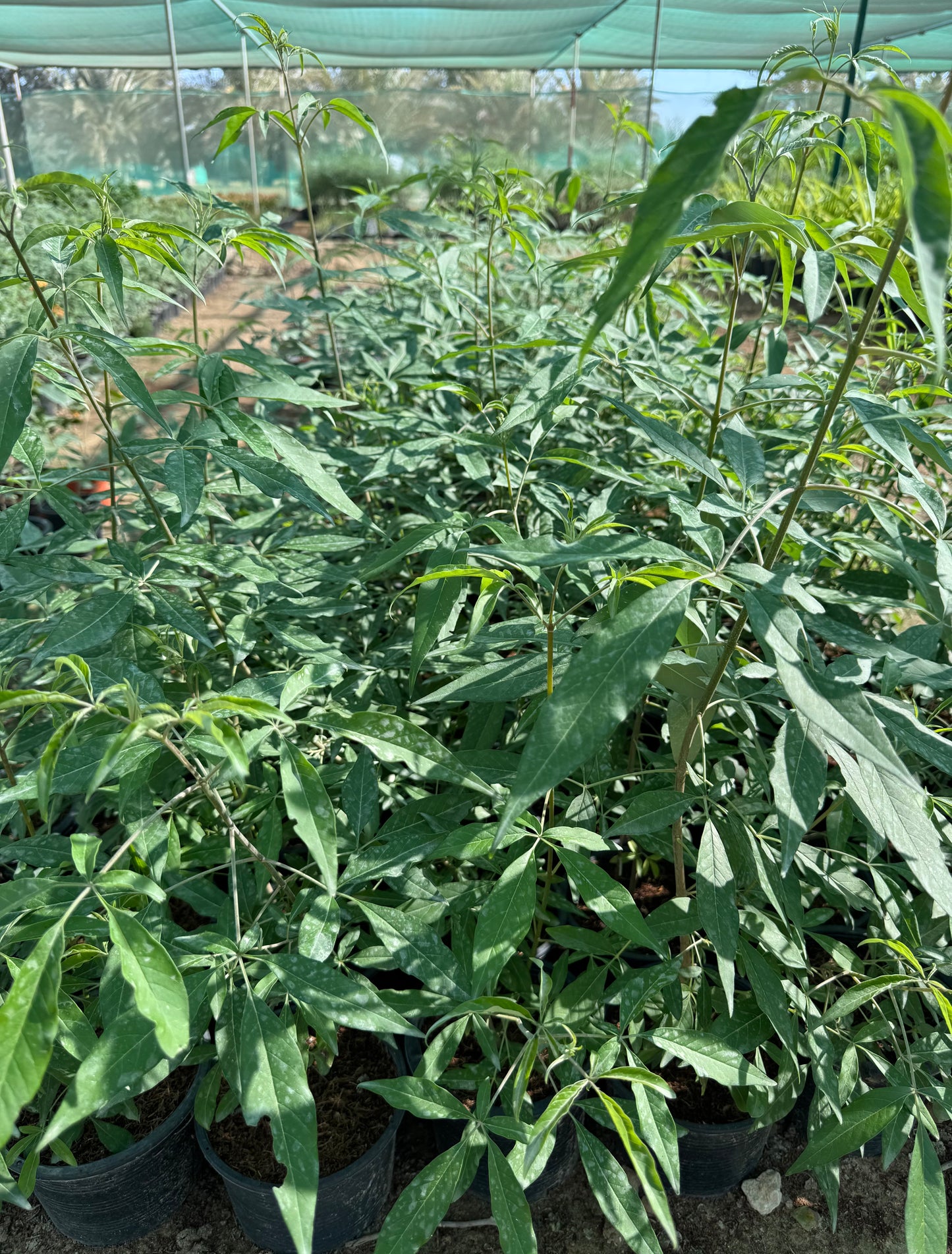 Vitex Agnus Castus " Chaste Tree " 40cm
