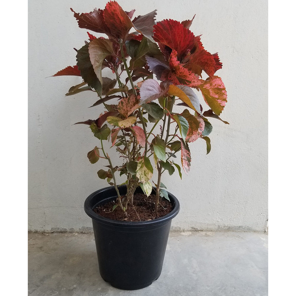 Acalypha Red 35cm - 45cm