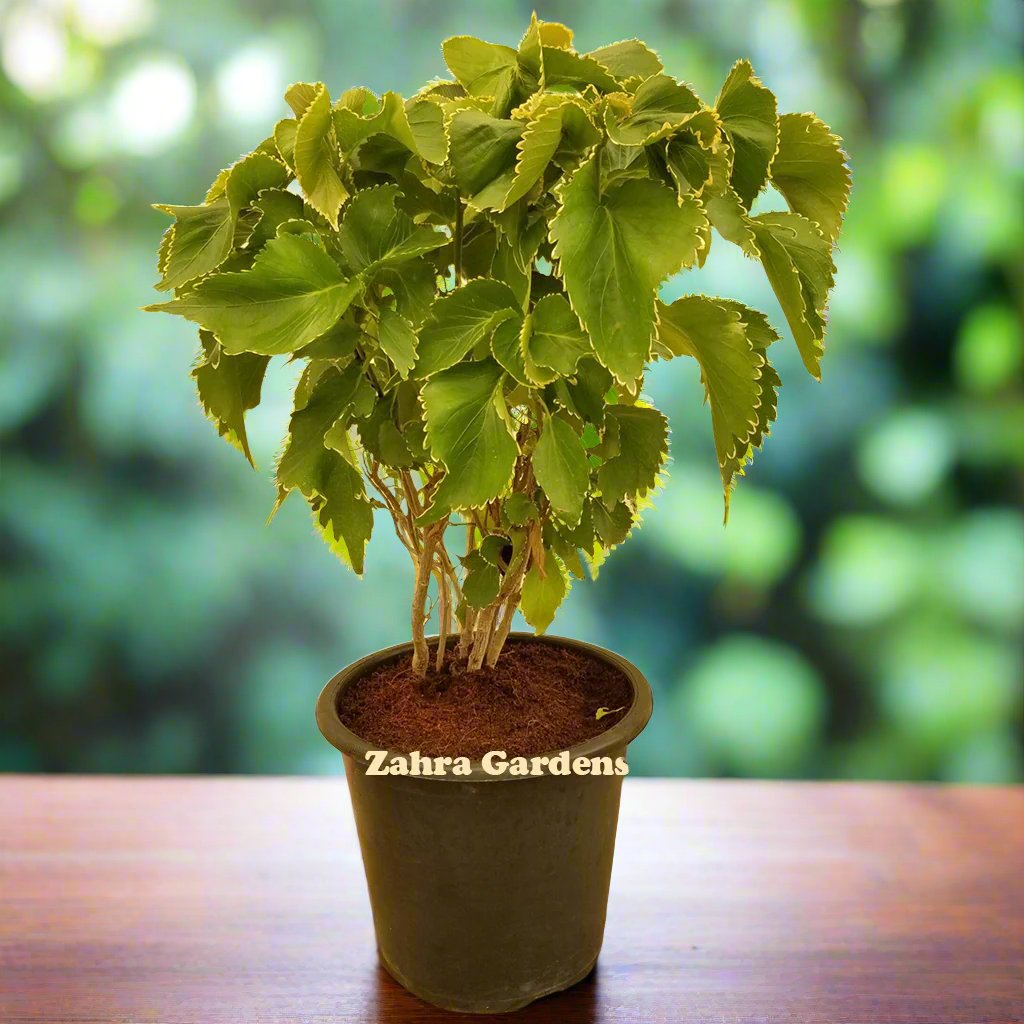 Acalypha Green 35cm - 45cm