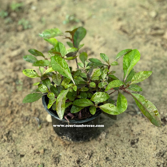 Alternanthera Plant