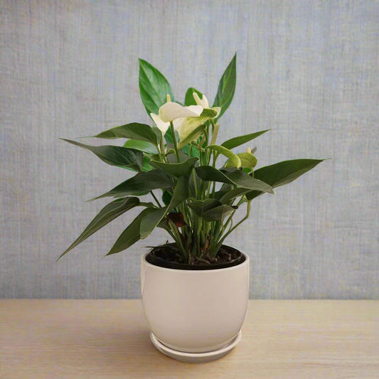 Anthurium White with white ceramic pot