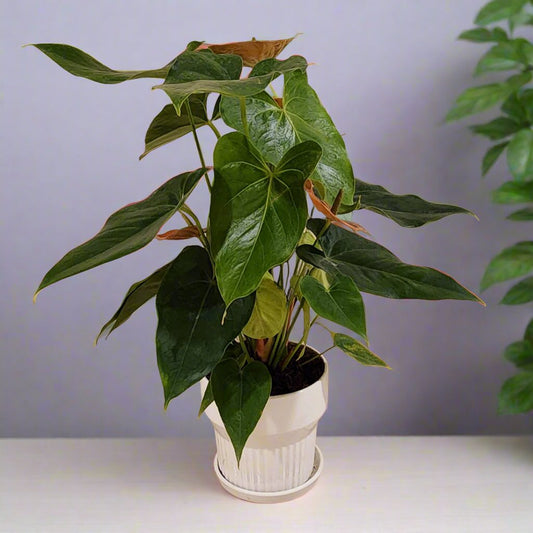 Anthurium Pink with Ceramic Pot 40cm