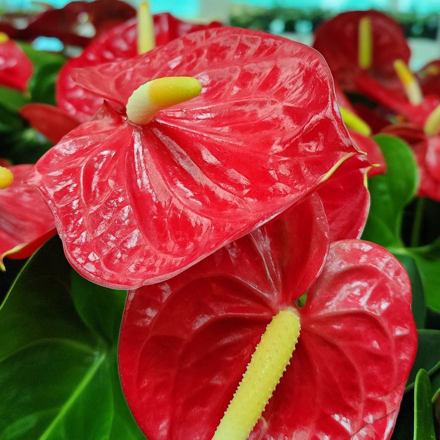Anthurium Red Holland 35cm...