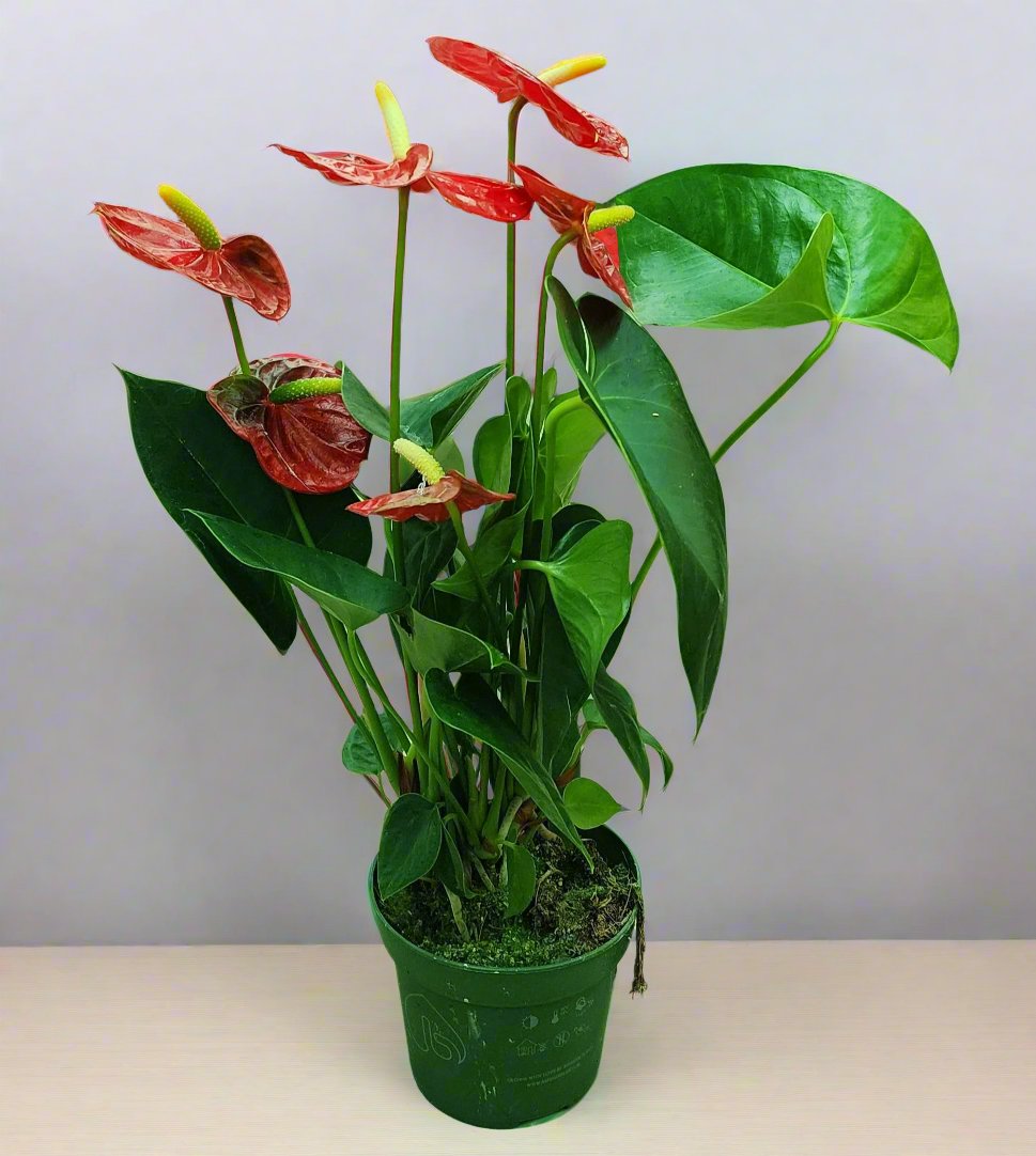 Anthurium Red Holland 35cm