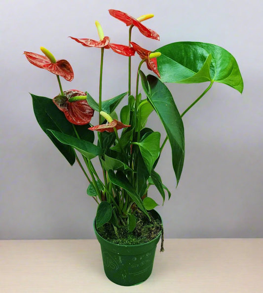 Anthurium Red Holland 35cm